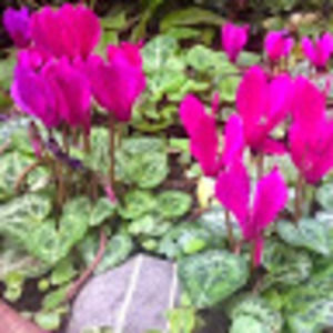 Meet your Posher, Patti